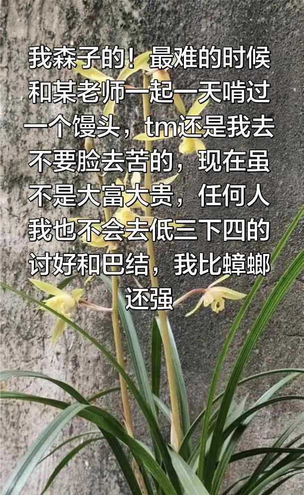 人生如无所挂，万物归一。兰花