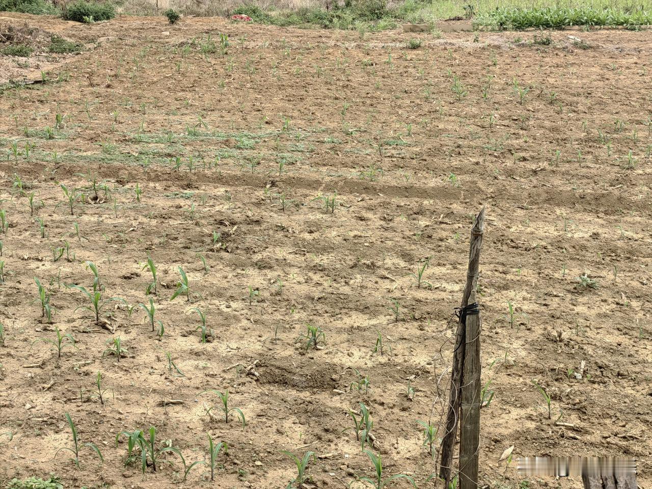 我哭了！

家人们，来宾旱灾告急！这玉米昨天才淋的水，今天又干了！

来宾今年怎