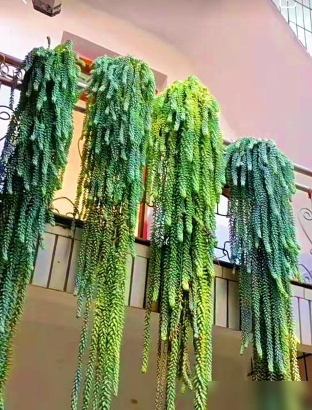 谁看了不眼红到跺脚啊！最近刷到南方花友的阳台，多肉老桩垂成瀑布，条条枝条坠着五彩