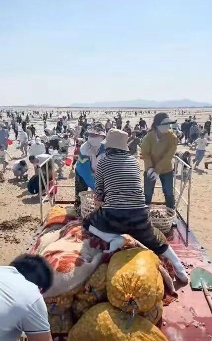 山东挖蛤蜊改捞海参谁懂啊！海边退潮后的赶海快乐太诱人了，蛤蜊、虾爬、螃蟹管够，如