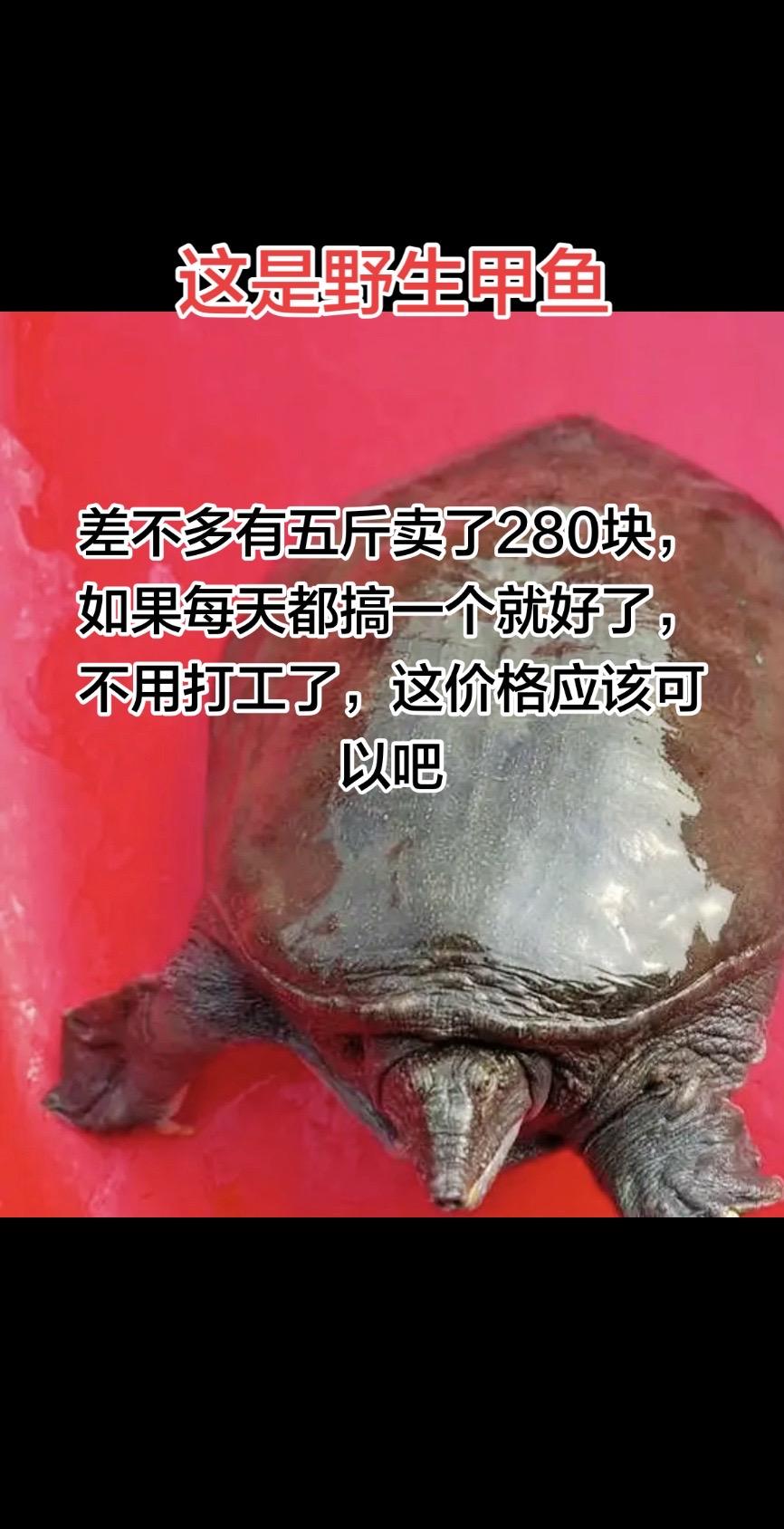 终于搞了一个甲鱼卖了280块，从来没有卖过也很少抓得到，上次搞了一个自己吃了，像