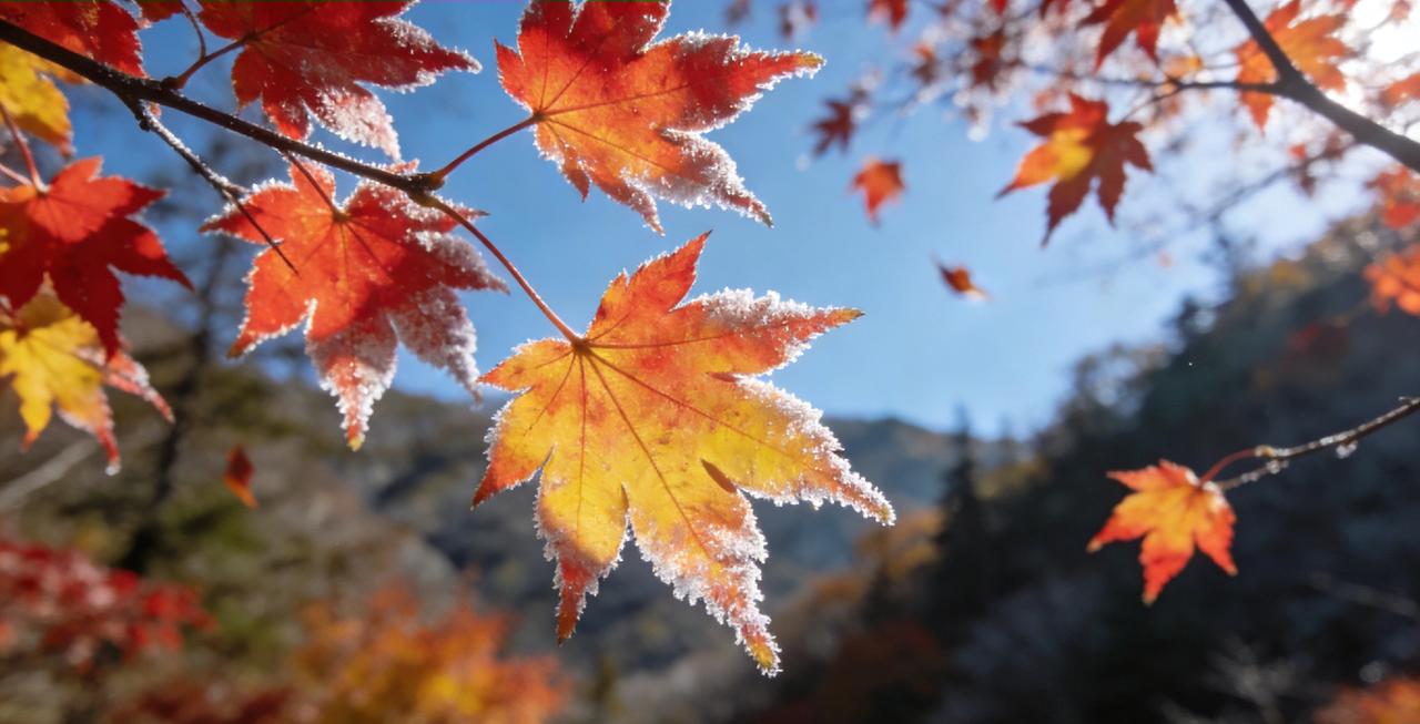 【枫叶主题七言绝句五首】
1. 霜枫
霜染层林叶半红，寒枝摇曳舞西风。
飘零不怨