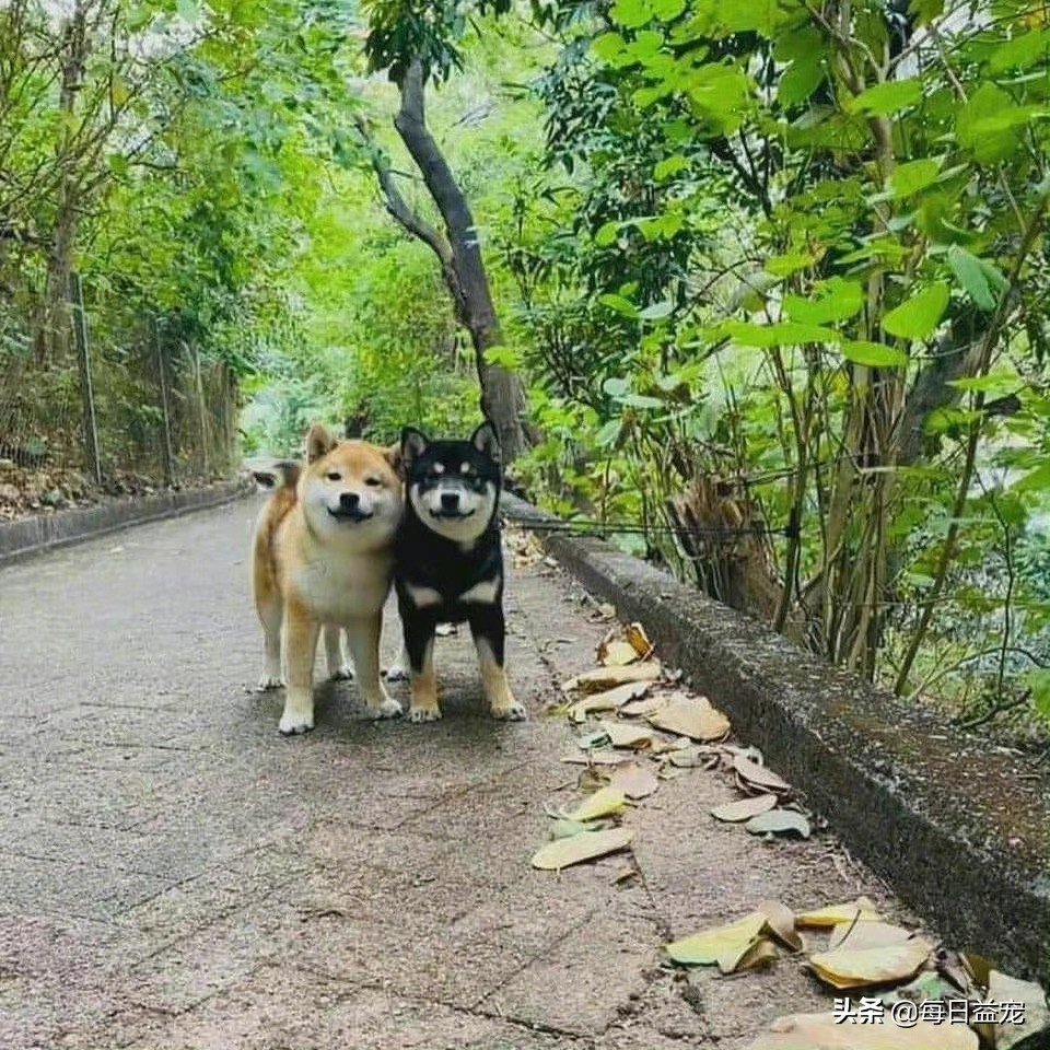 早上散步的时候看见两只柴犬，它们正对着我微笑，天呐！这也太萌了吧！咦～仔细一看，