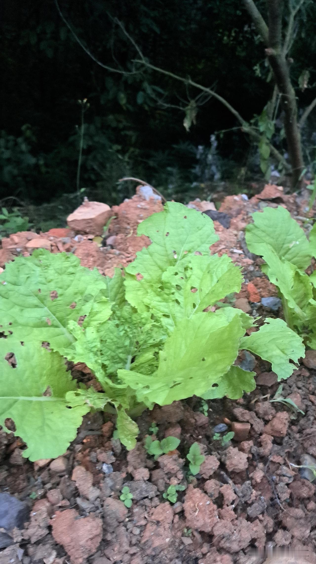 这样的白菜多少人吃过？46回归山野在清江边种菜养花、旧物改造……