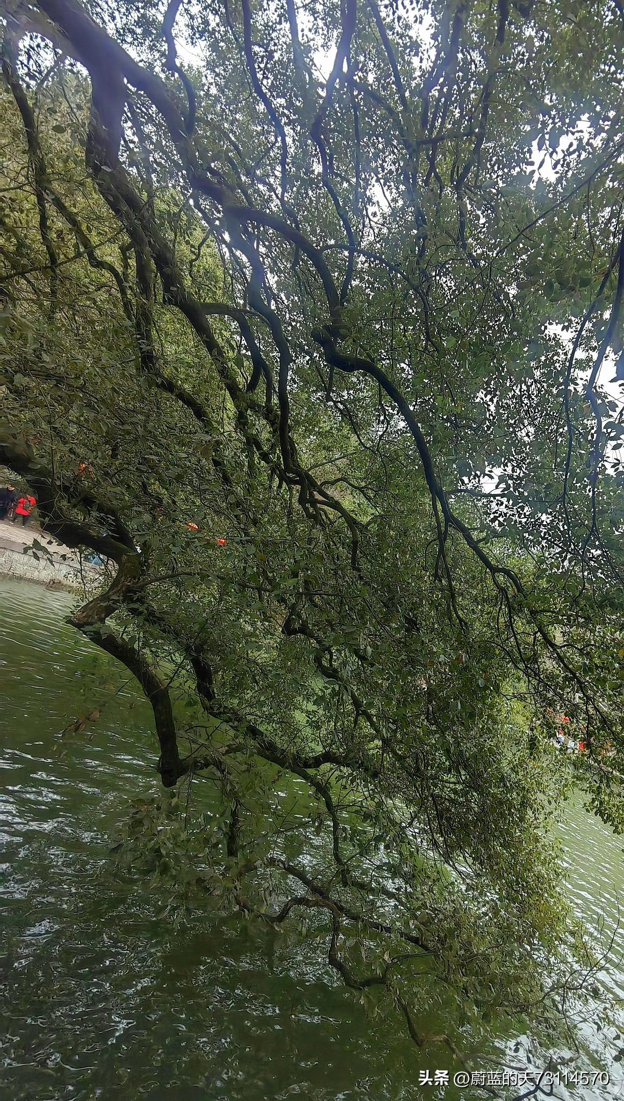 [古樟碧水互衬绿，游新昌大佛寺景区随笔]
湖边的古樟枝繁叶茂，宛如一把巨大的绿伞