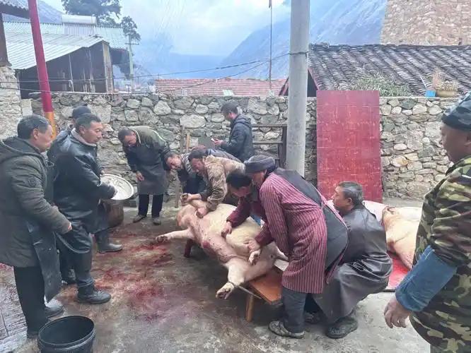 重庆呆呆杀猪这事，文旅局回应了！原来还能这样处理…

哎，最近刷到那个“呆呆杀猪