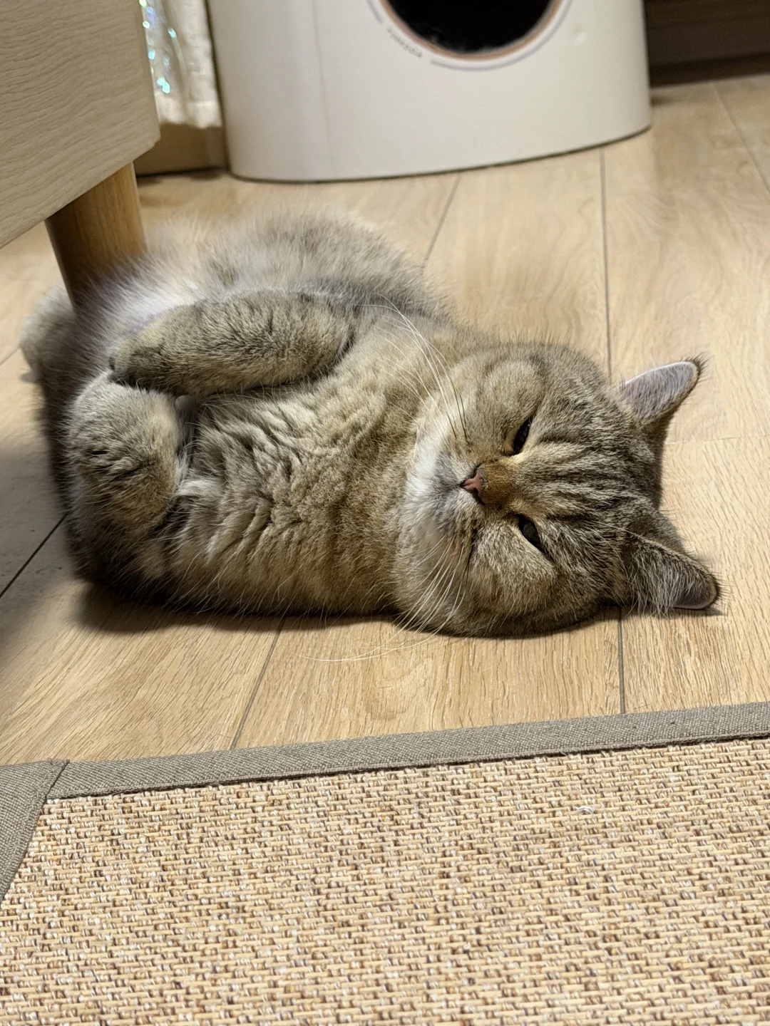 你家猫会交叉手躺着睡吗…