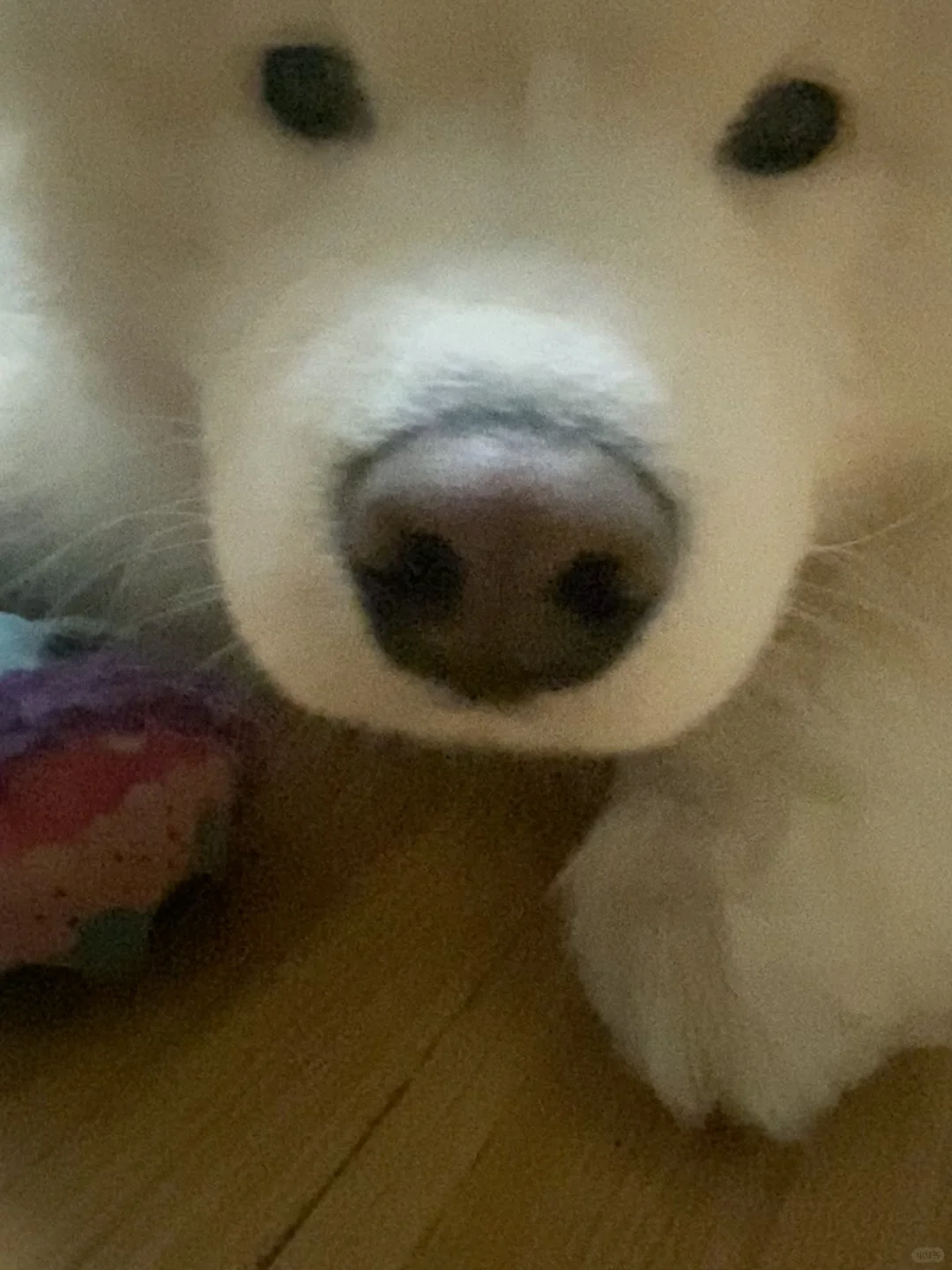 这是谁的🐽鼻子呀