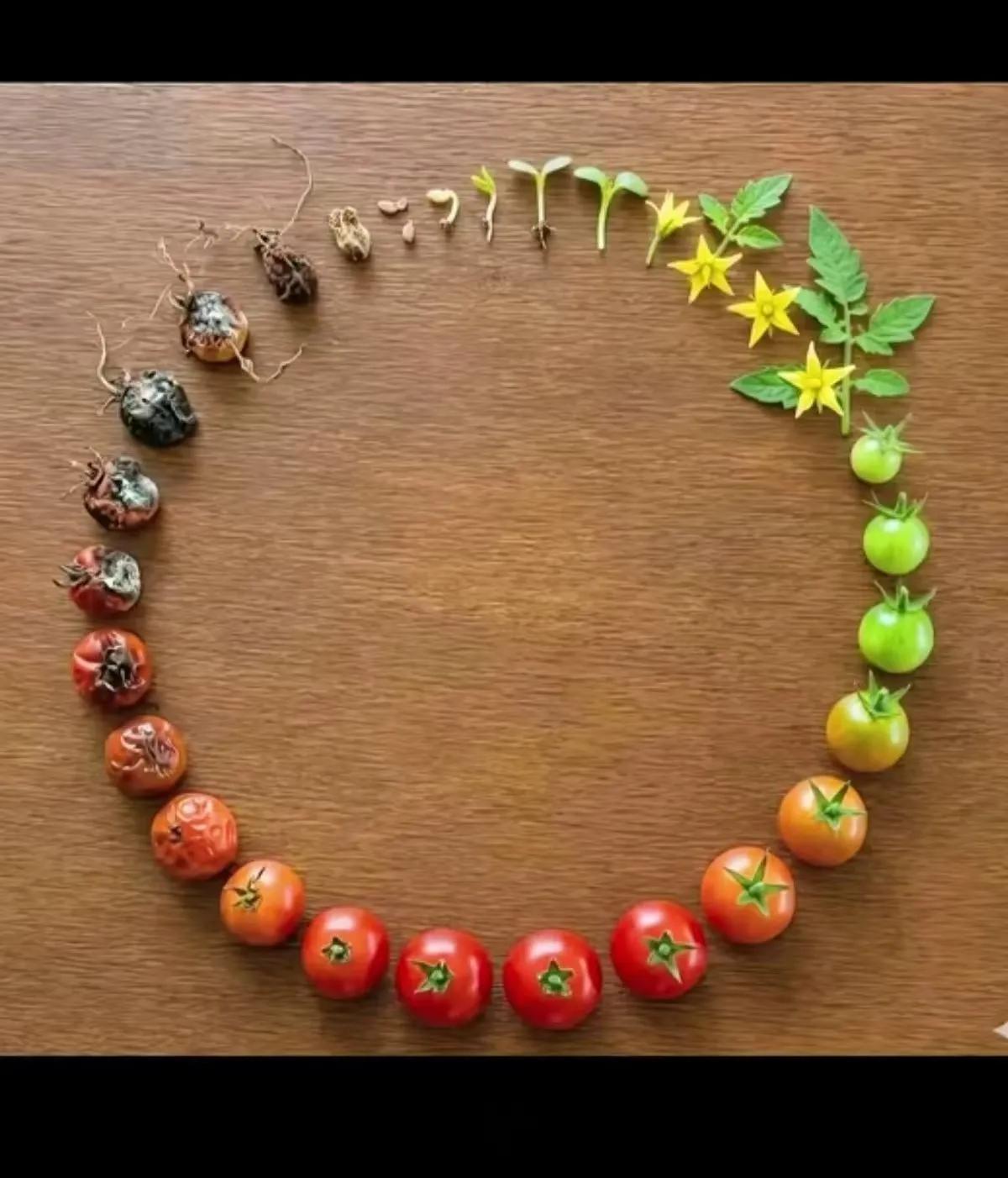 一花一果一轮回
成住坏空皆是归