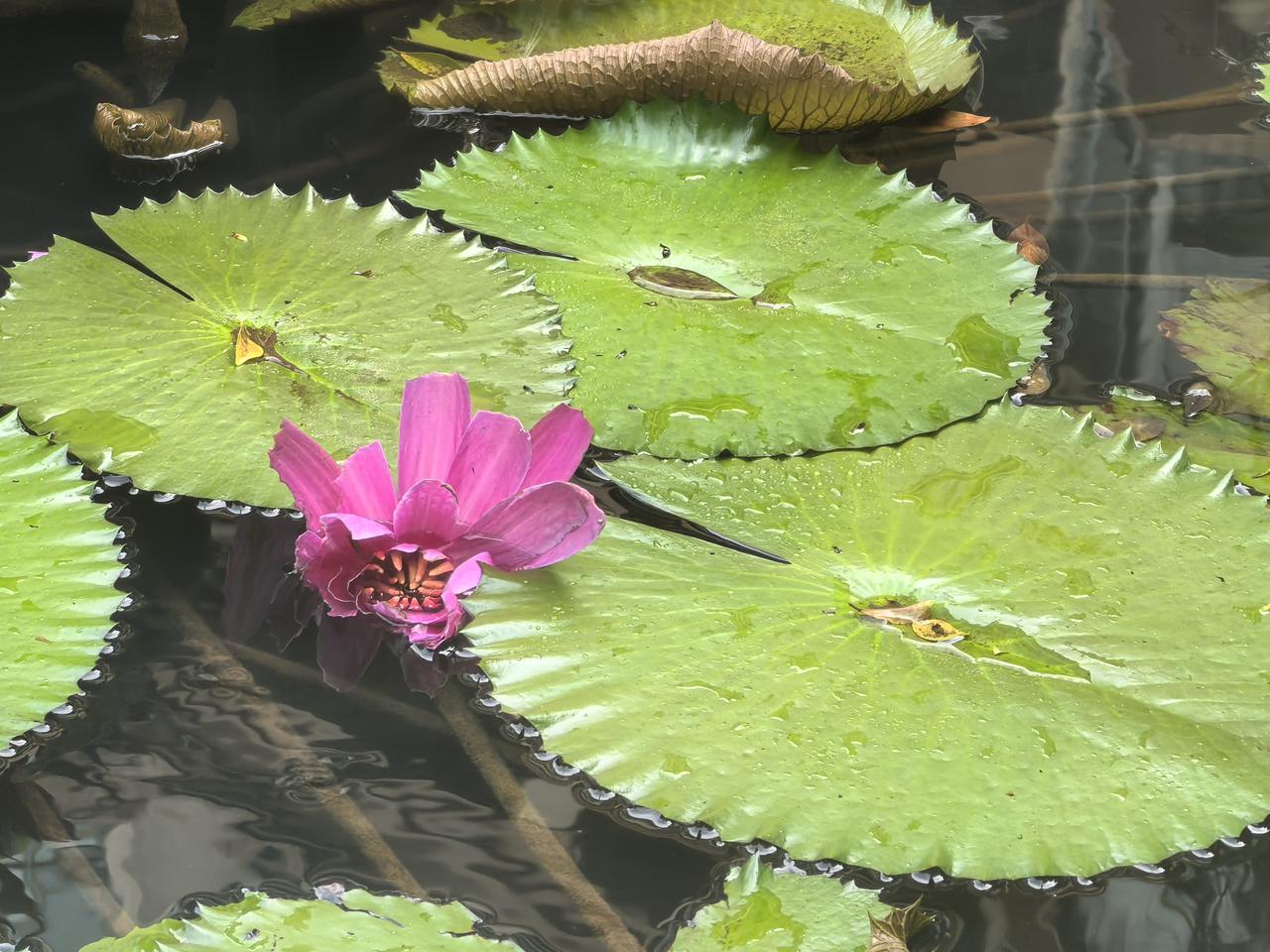 夏日生活打卡季幸福莲莲