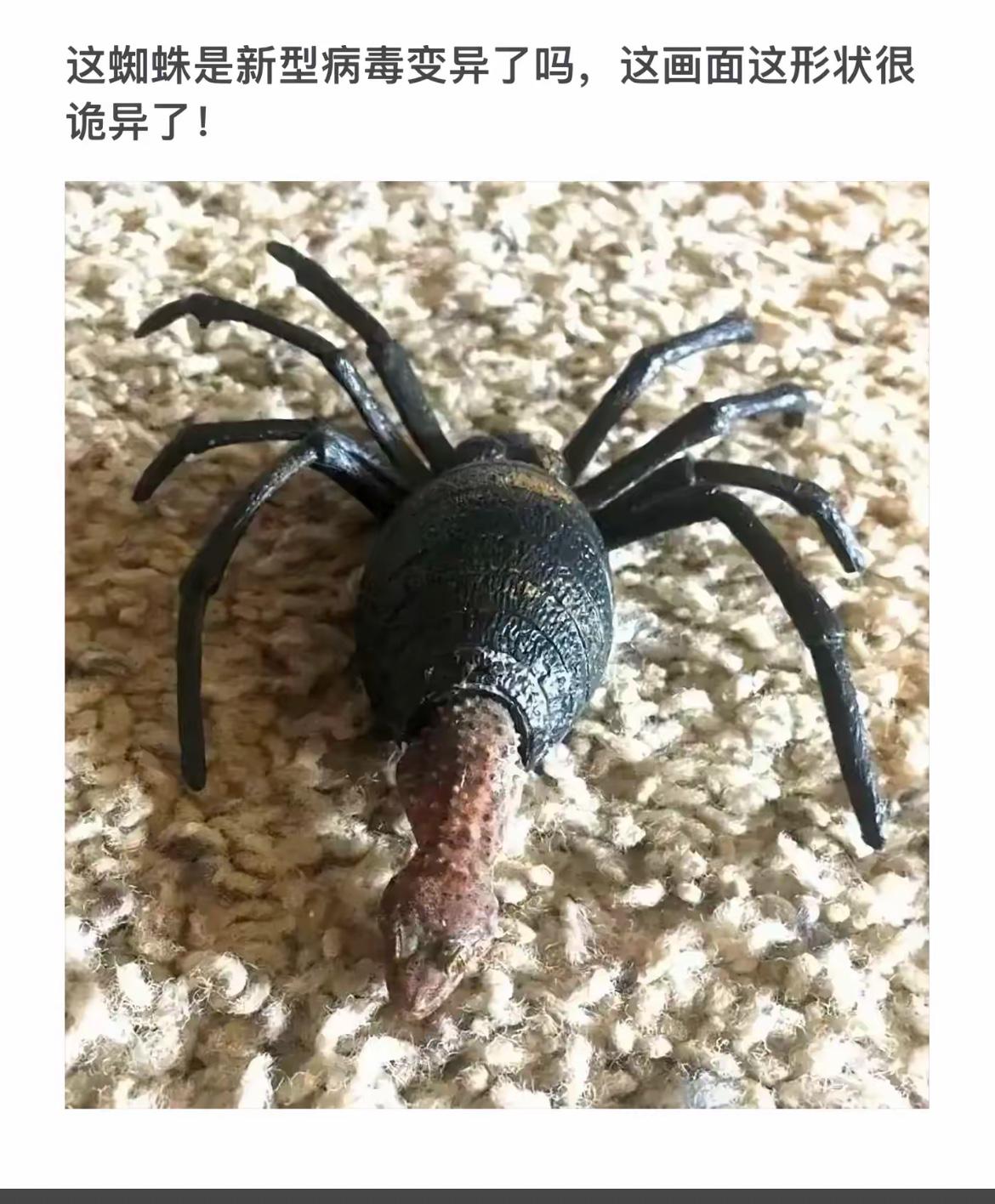 这蜘蛛长得真奇怪，像只毛毛虫！