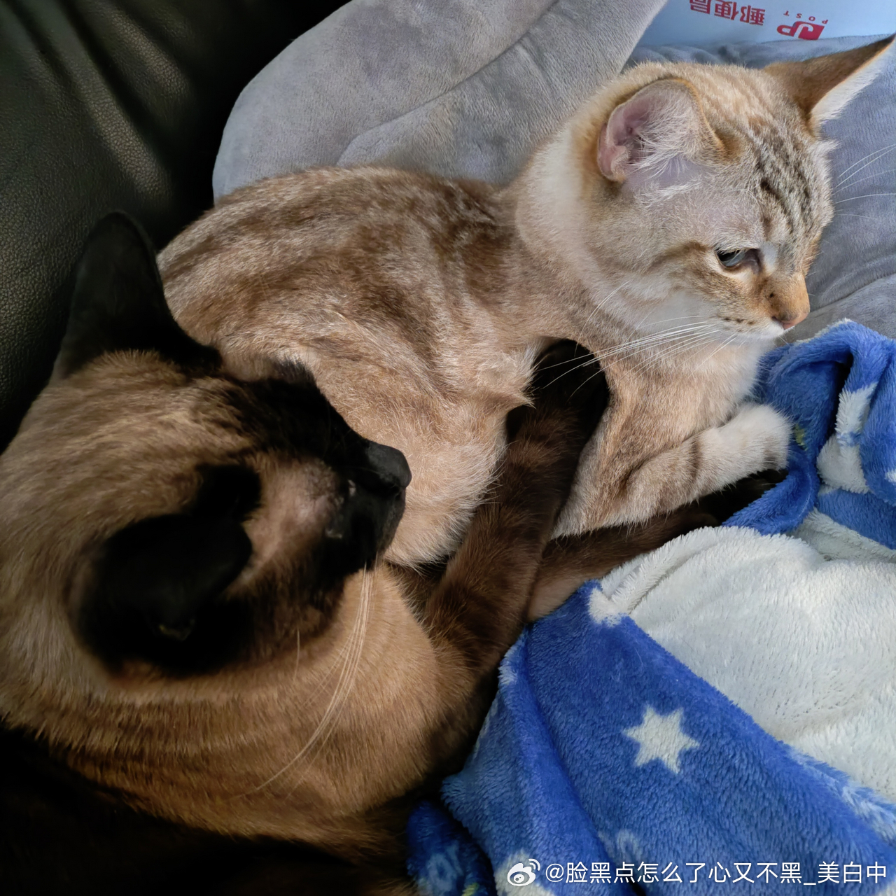 4157只黑脸哥你刚拉完屎是不是没洗手 ​​​