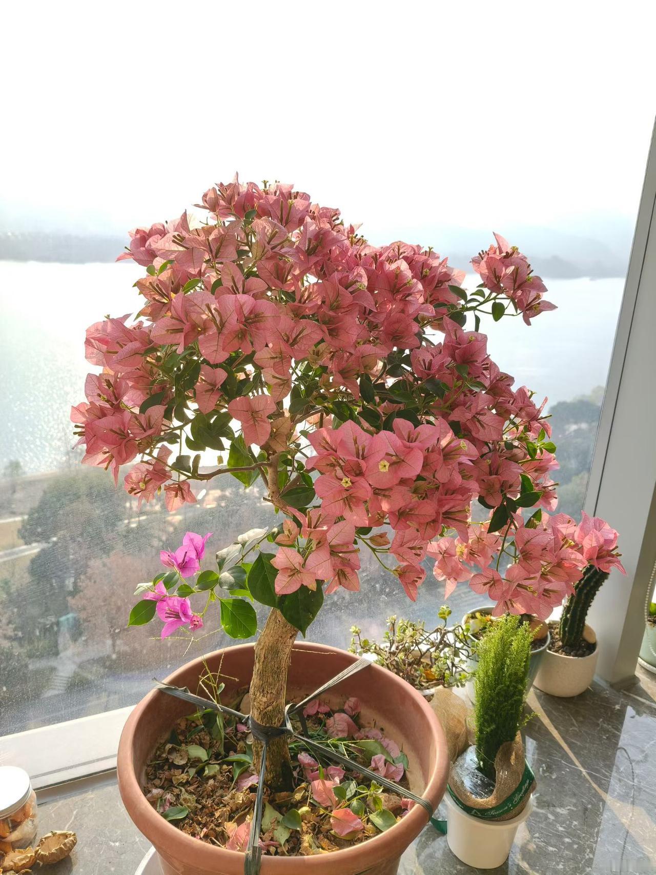 国家政策也是随行就市，情况在变，就像以前的“独生子女”有奖励，现在没有“超生”、