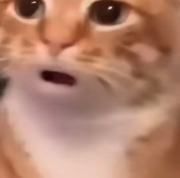 我每次一抱起猫照镜子，就发现它不看镜子里的自己，而是高高仰起头看好多年了我都不知