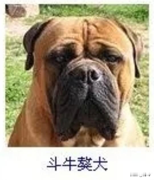 菩萨蛮40·斗牛獒犬
       苍黄卷雪矜威猛，垂腮褶皱藏英气。苍野卧平芜，