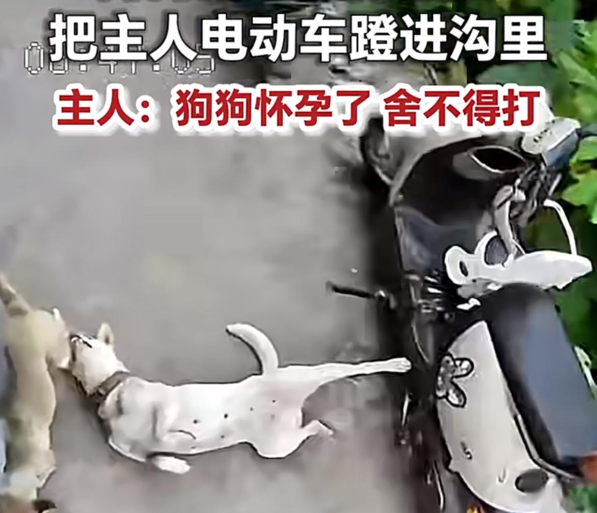 刷到一个让人哭笑不得的新闻，贵州黔西南的一位网友分享了自家的一场“飞来横祸”。视