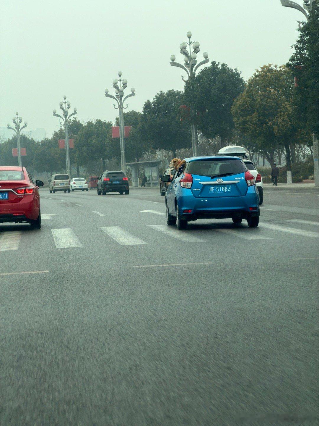 这只狗它真的不冷吗我的日常plog米帅的车生活 德阳