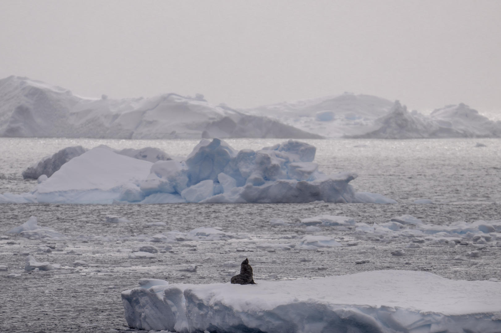 #南极游中国游客多数是银发族#【红星调查丨“世界尽头”人潮涌动，中国游客中银发族