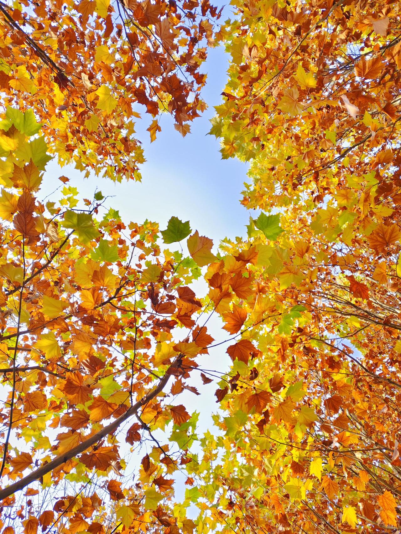 北京的初冬是一幅色彩斑斓又充满韵味的画卷，既有自然景色的变幻，也有人文风情的点缀