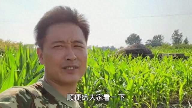 农田里遗留的废弃坦克，六七十年了保存完好，外观看着特别霸气