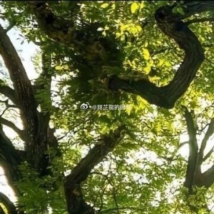 毕业小半年后依然没有找到工作，林青棠悬着的心终于死了。去他的工作，去他的破专业，