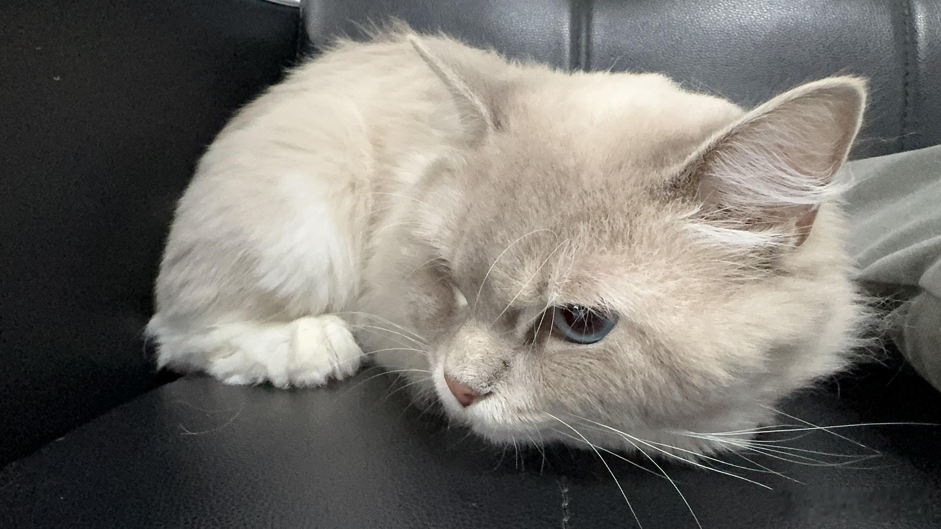 这傻猫放公司一天就不见了早上阿姨打扫卫生它趁机跑出去了！！！找了一大圈都没找到 