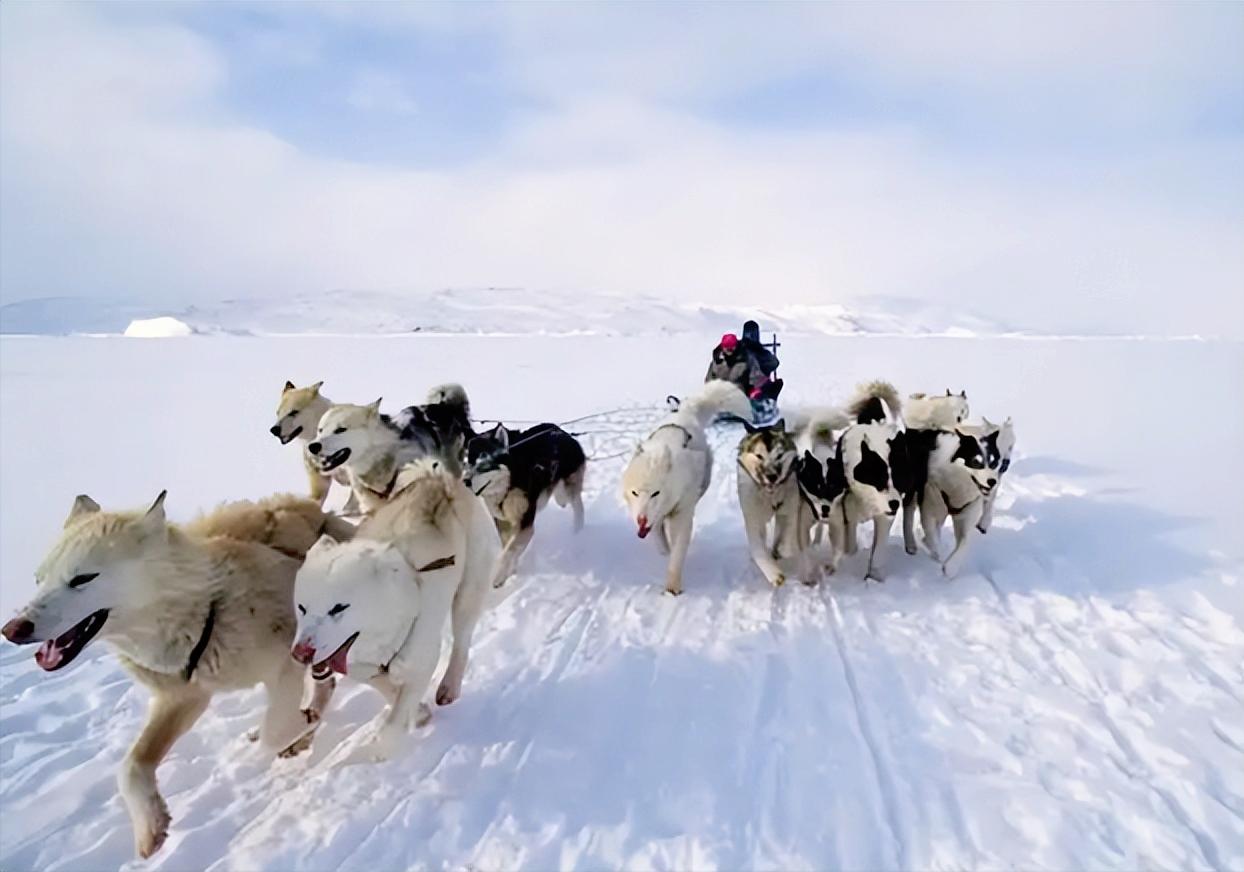 特朗普最近一张嘴直接把格陵兰岛推上热搜顶流，他居然公开说这地方全靠狗拉雪橇搞防卫
