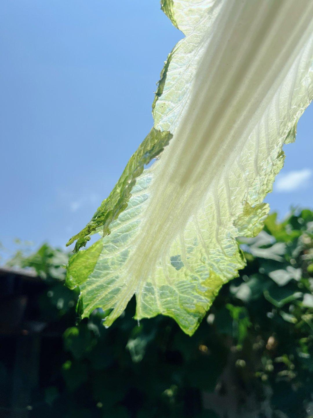 玉白菜 ​​​