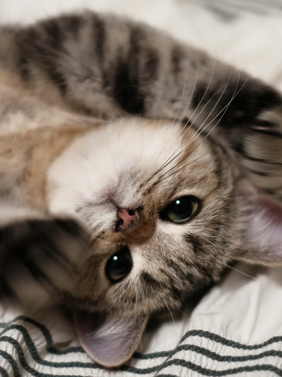 好近，闻到了小猫味