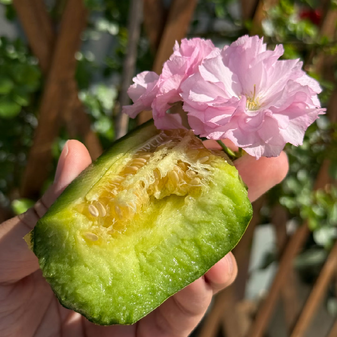 挖到宝！甜瓜界顶流星甜金冠，一口沦陷谁懂啊！谁还没尝过星甜金冠甜瓜，我真的会替你
