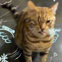 詹俊家的猫都支持佛得角 世界杯赛场上奇迹不断，詹俊老师家的猫用实力证明了什么叫真