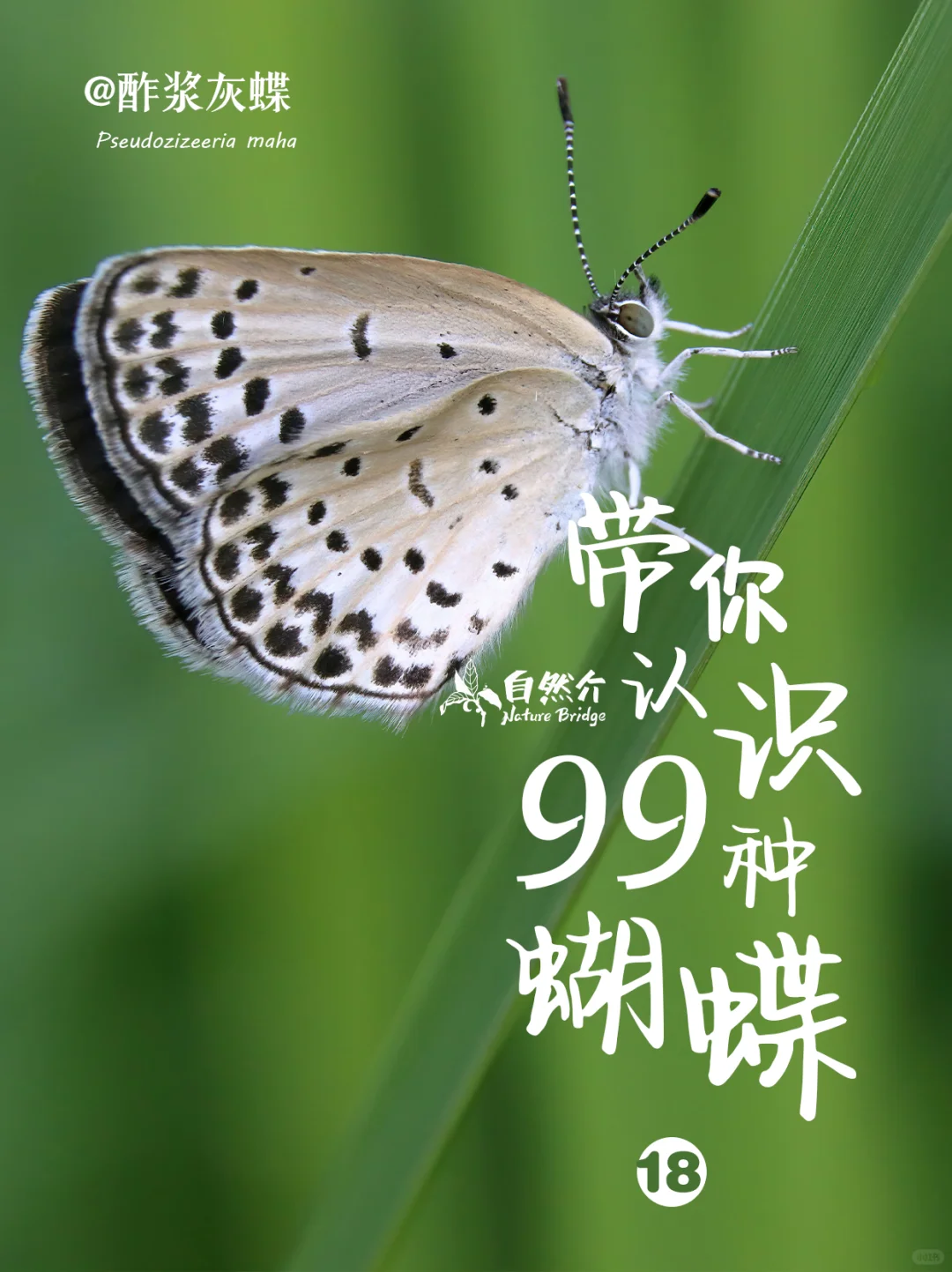 带你认识99种蝴蝶