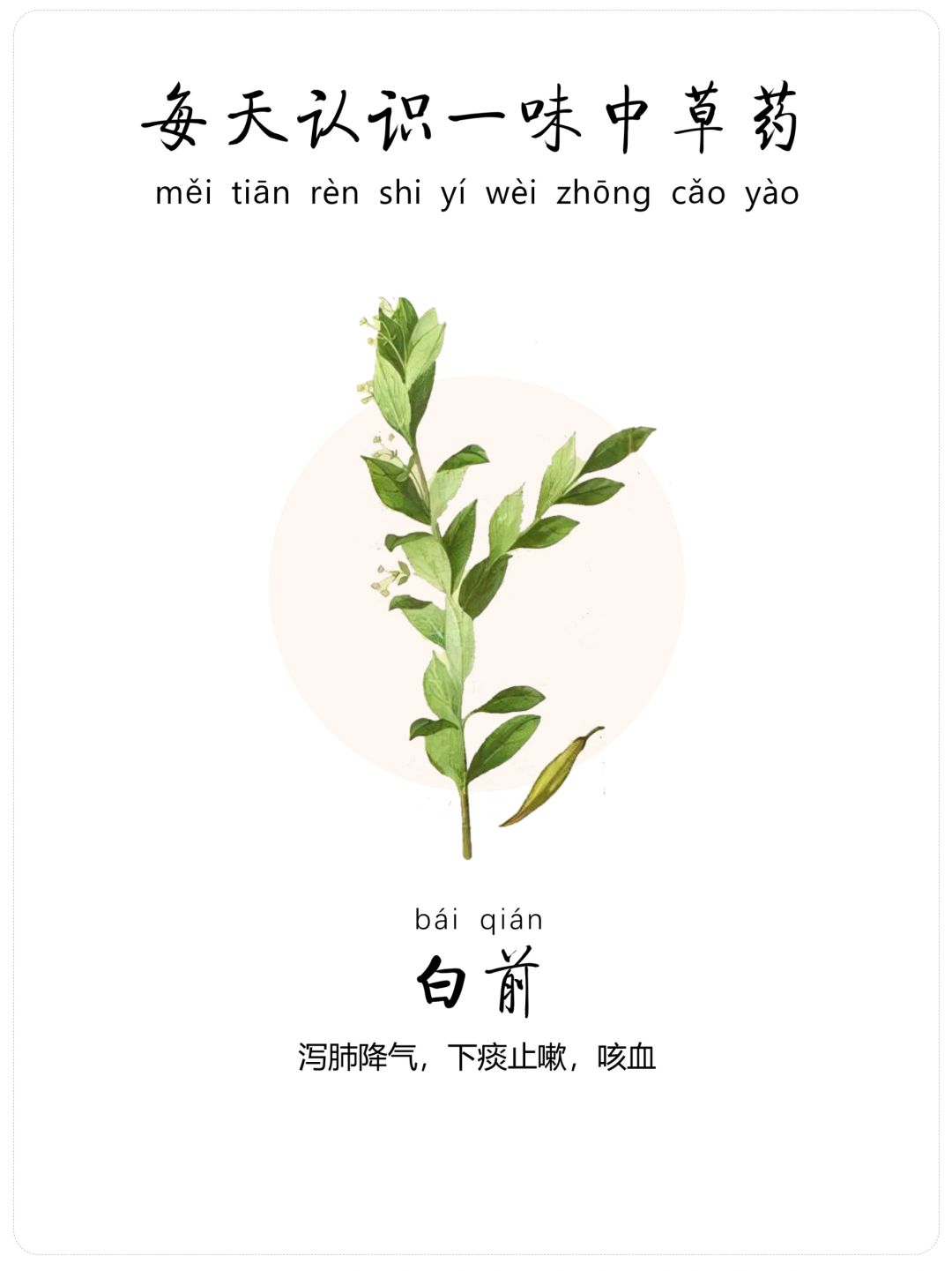 每天认识一味中草药-白前🍀-下痰止咳