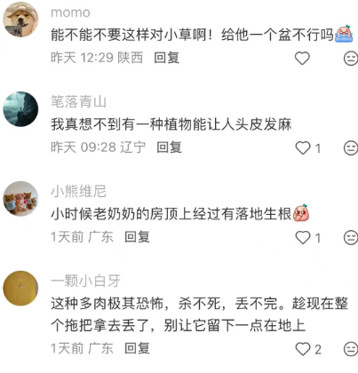 小小拖把已经长得极其茂盛了 