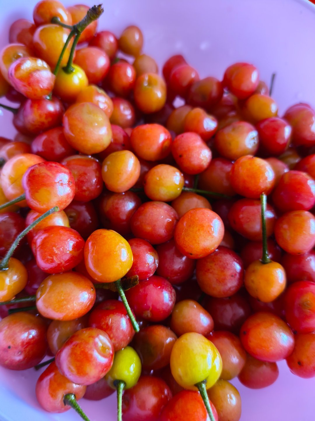 自己家樱桃树上结的樱桃怎么都是烂糟糟的啊？