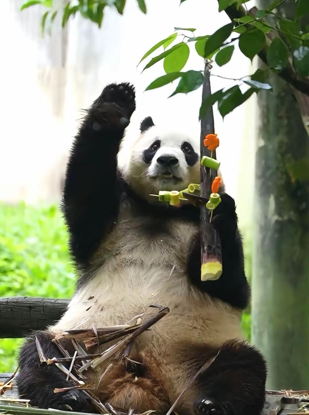 福宝福公主的笋笋真好看
上面装饰着好吃的串串
福宝挥着手表示很高兴
看着懂事的孩