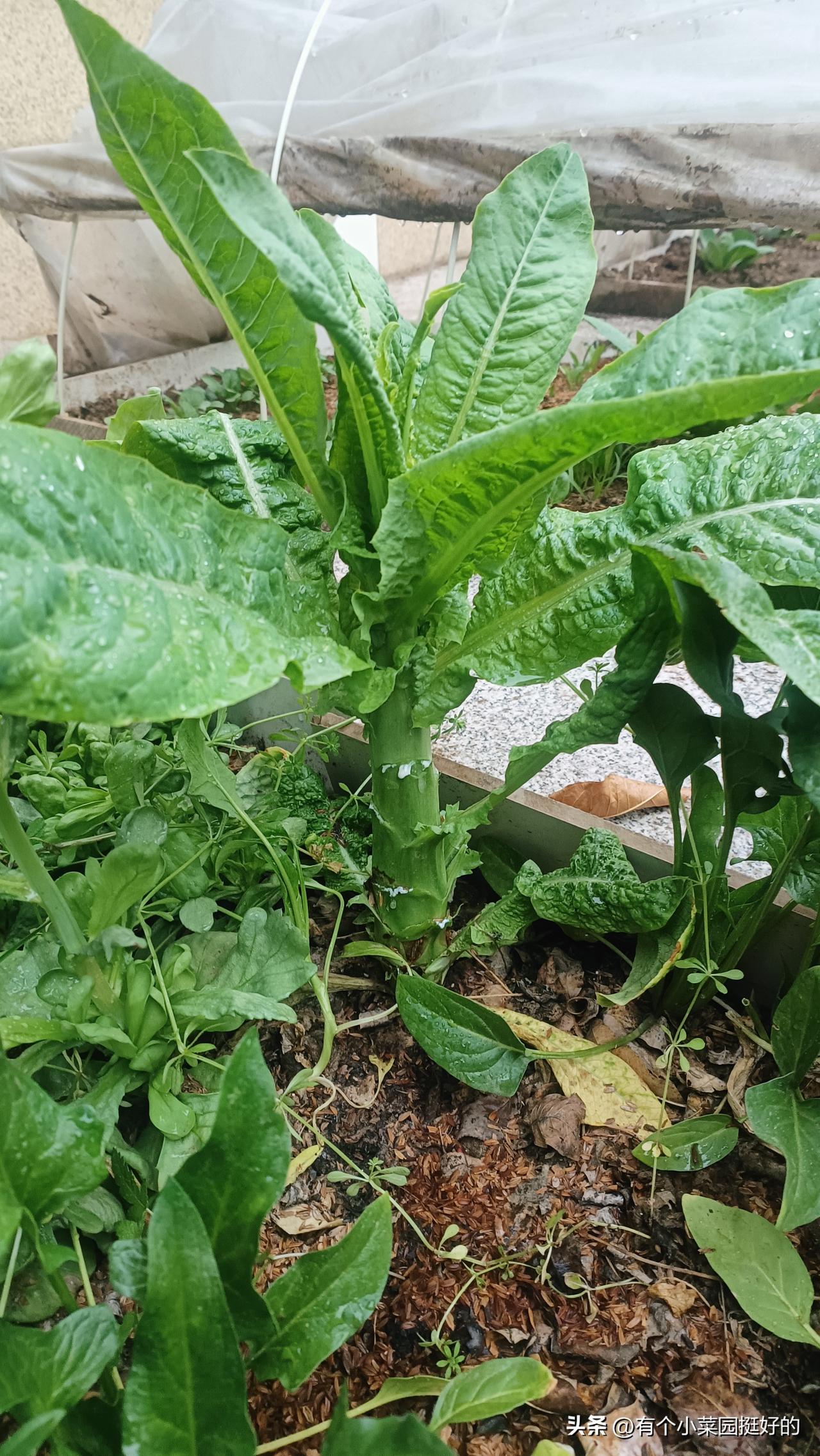 家人们，谁懂啊？😤
同样的时间移栽，有的菜菜长得圆滚滚，它倒好，直接开启魔鬼减