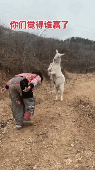 你穷的穿不起裤子，
又不是我的原因，
有本事你去欺负让你穷的人，
干吗跟我过不去