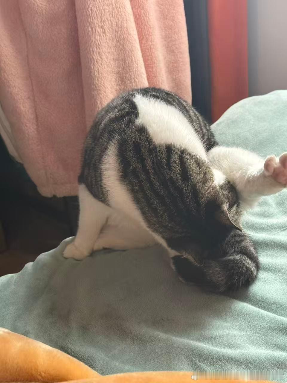 49716【丑猫】变形怪无法辨认 