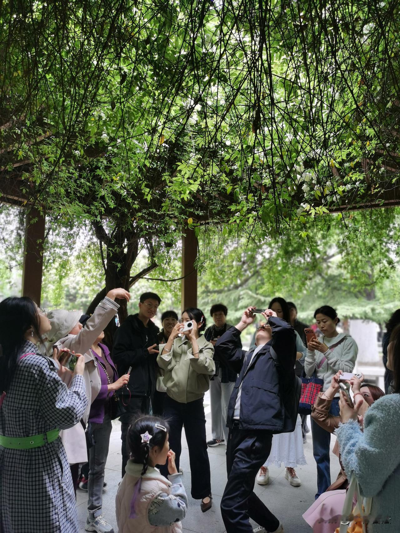 木香花廊下，皆是拍花人[奋斗]