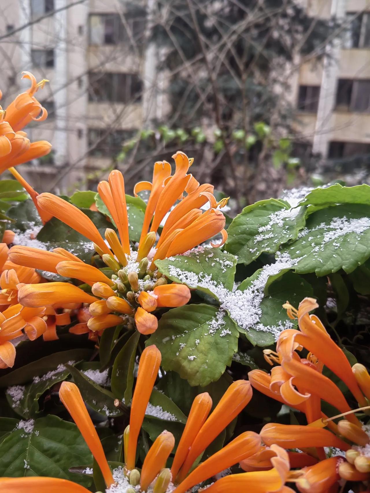 昆明的雪🌨，象盐。要给新春添点儿味道呀。