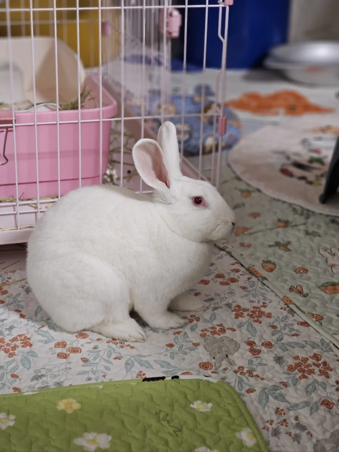 究竟是谁在说我们兔兔臭！