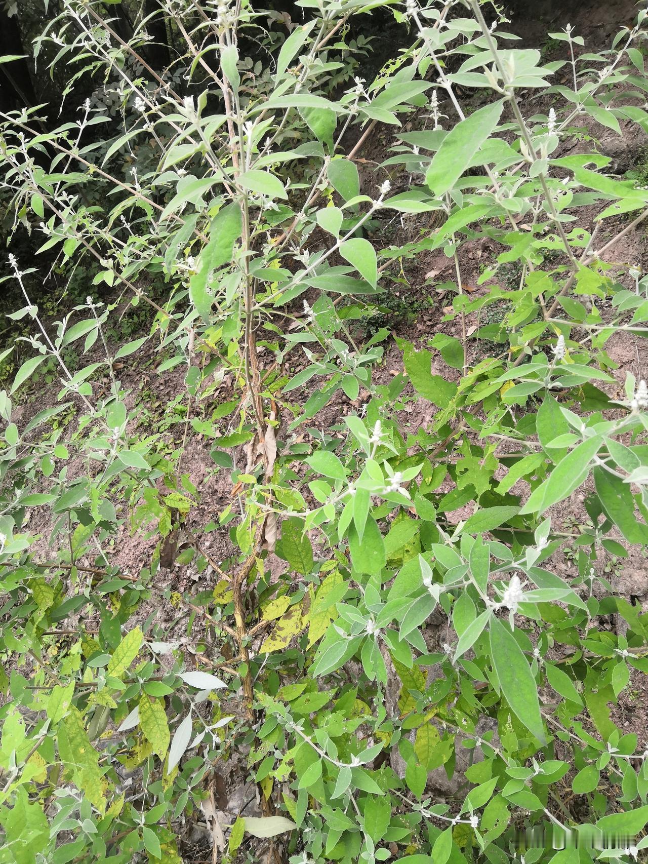 农村就是这样的美丽风景，到处都是花花草草，比不上大城市那样的繁华，但比大城市显得