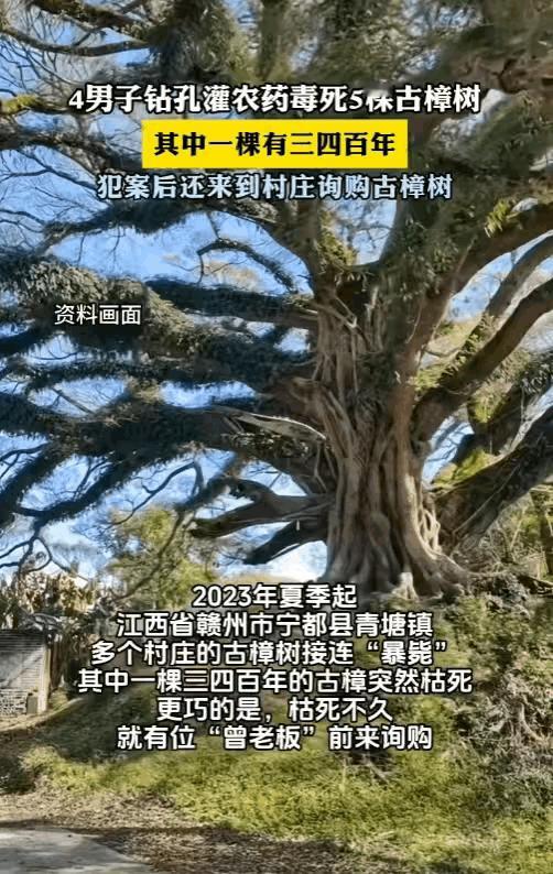 “吃相太难看了！”江西赣州，一棵三四百年的古樟树突然枯死，巧的是，周边好几个村庄