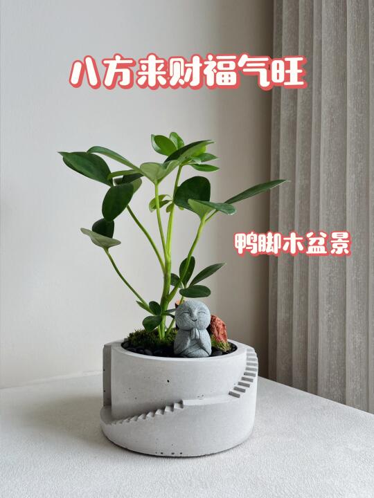 🇲🇾小巧可爱还招💰的鸭脚木盆景