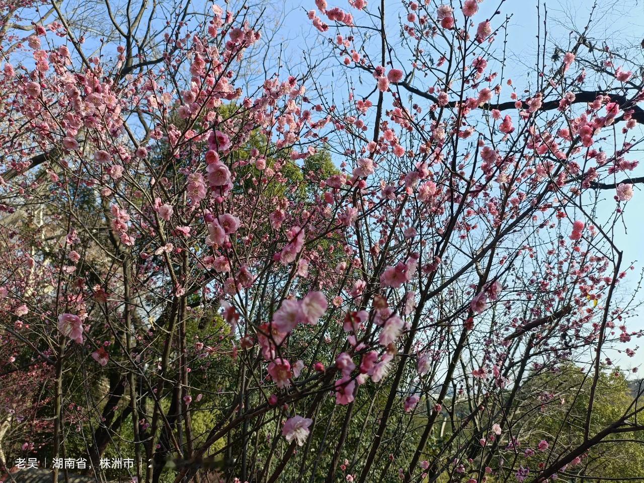 关于株洲，你印象最深的是什么梅花迎春到，马年好运来