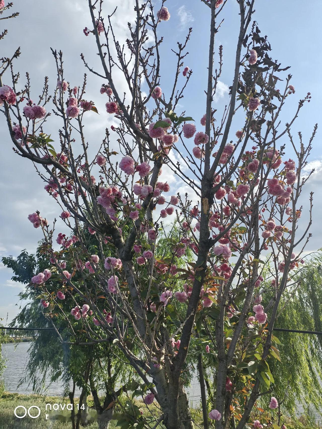 晒图笔记大赛一花一世界，这么多花，无数的花花世界。