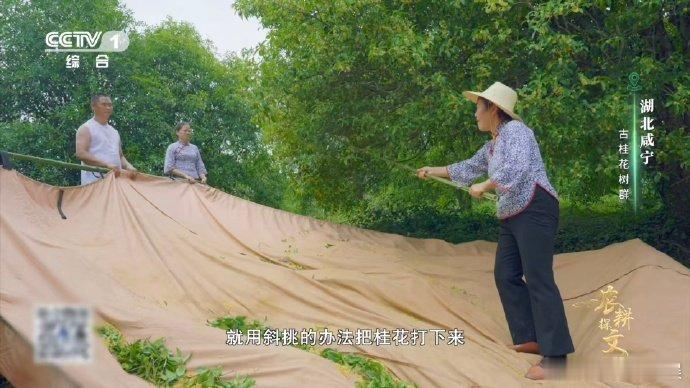 真的看到了桂花雨 走进湖北咸宁的桂花世界，见证采摘的精彩瞬间。花农用世代相传的技