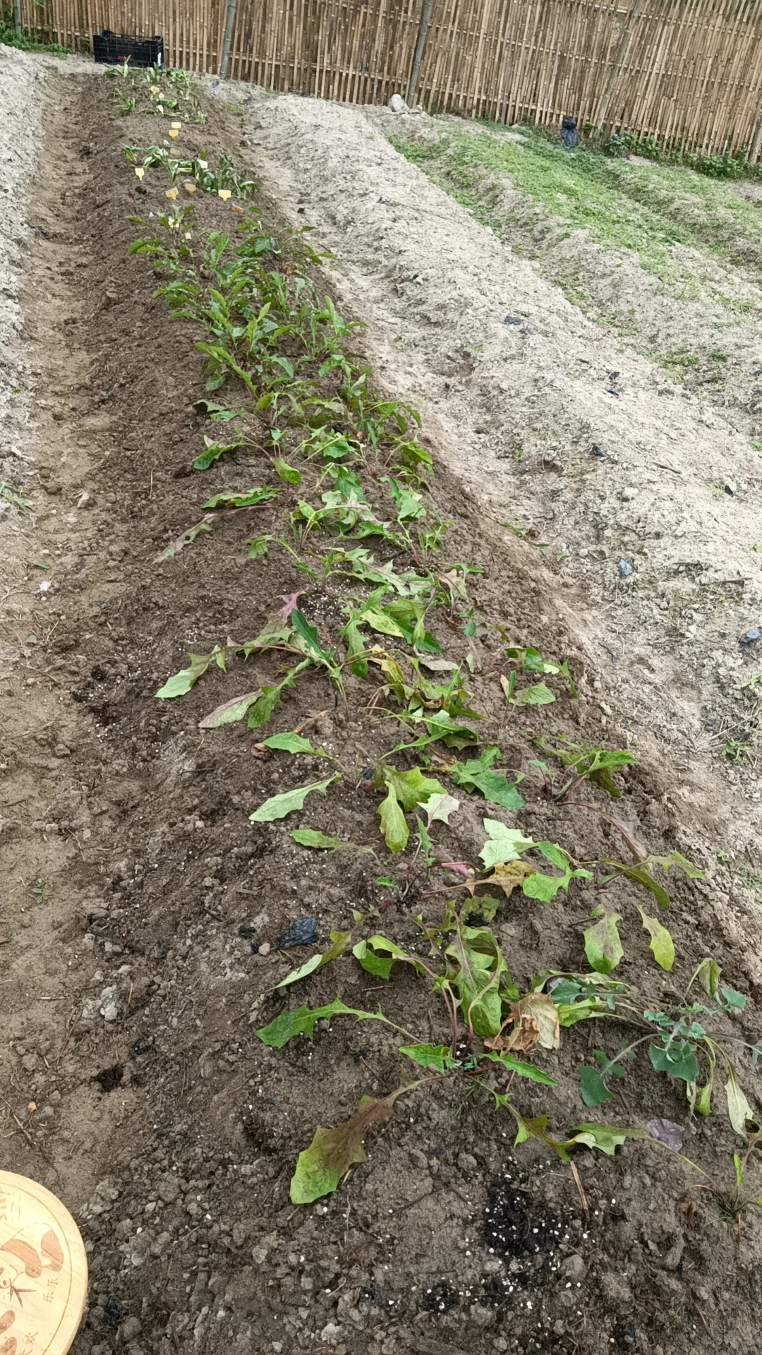 这一垄菠菜一样的非洲菊，也是供货商送我的