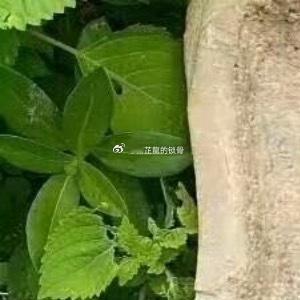 “妮儿，去哪儿啊？”汽车站里，凤朝歌看着打着双闪停在自己面前的出租车，往上掂了掂